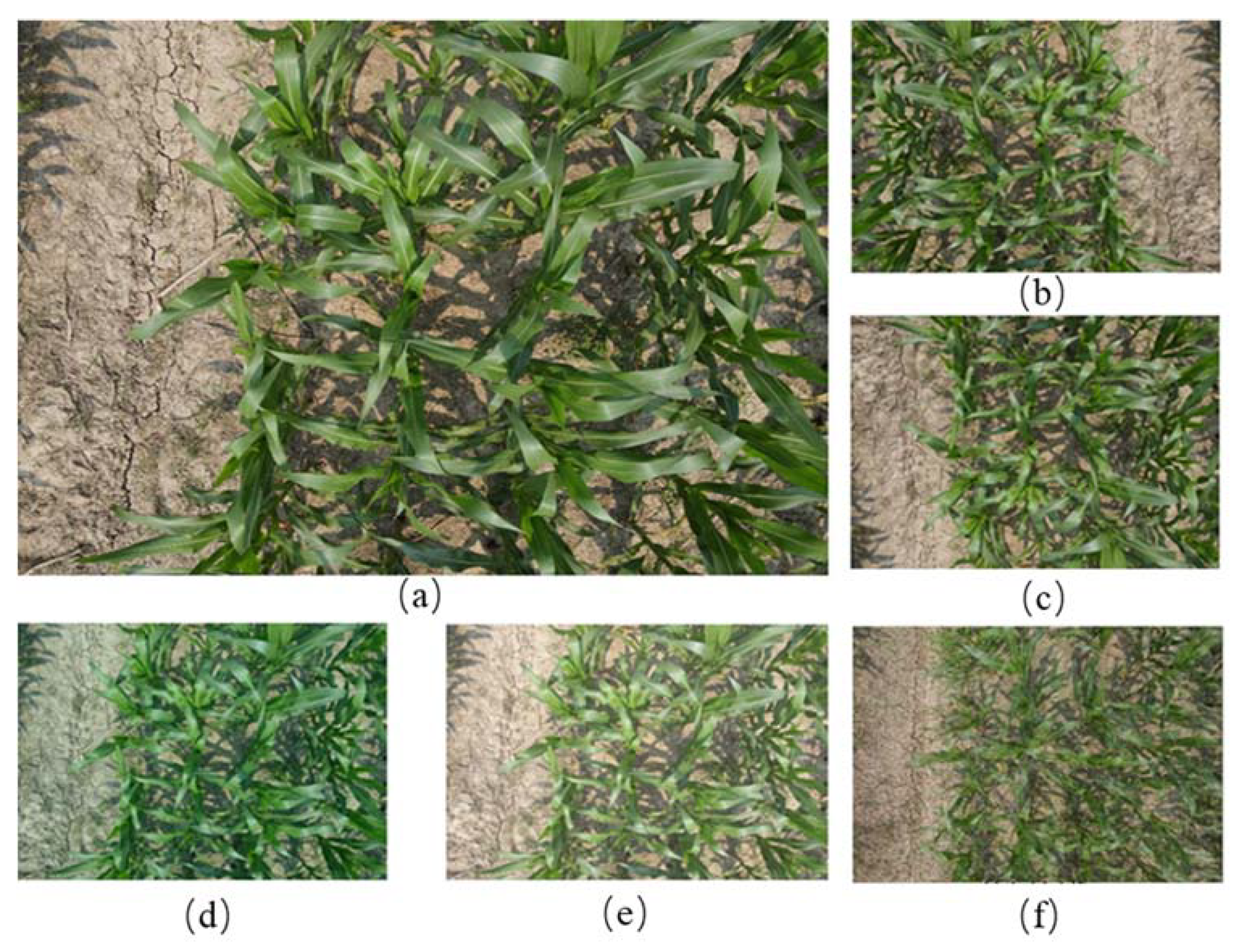 Agriculture 12 00248 g004