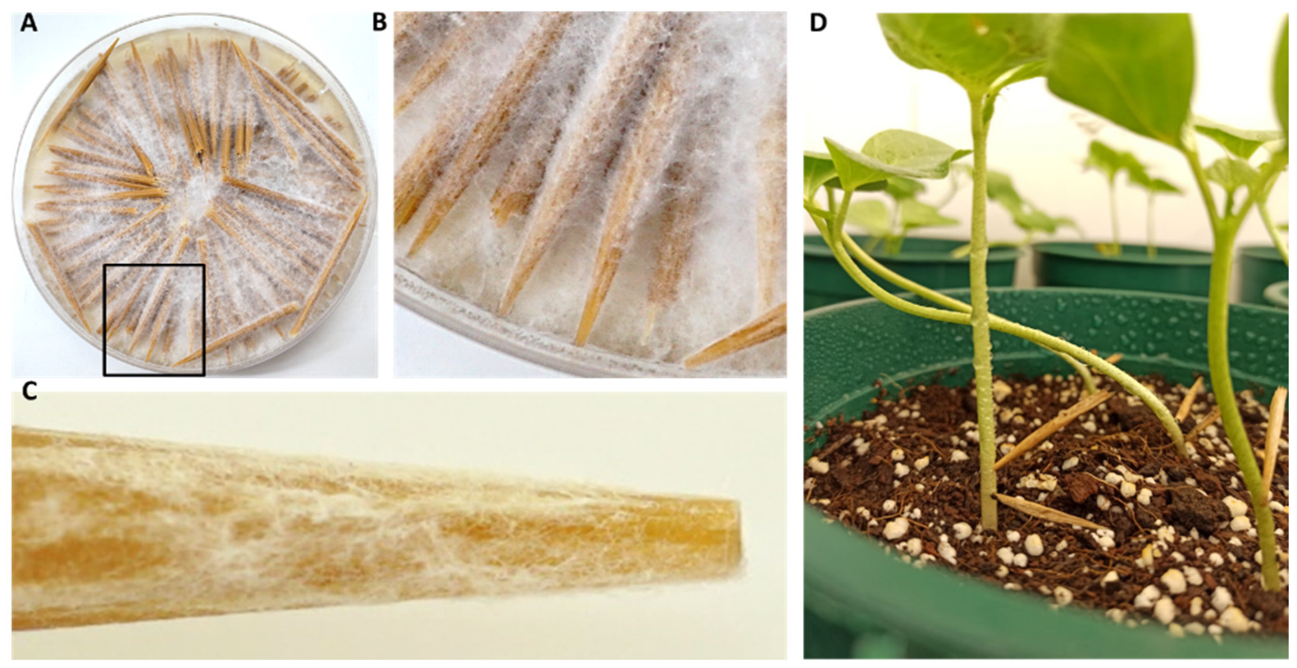 Agriculture 12 00255 g001