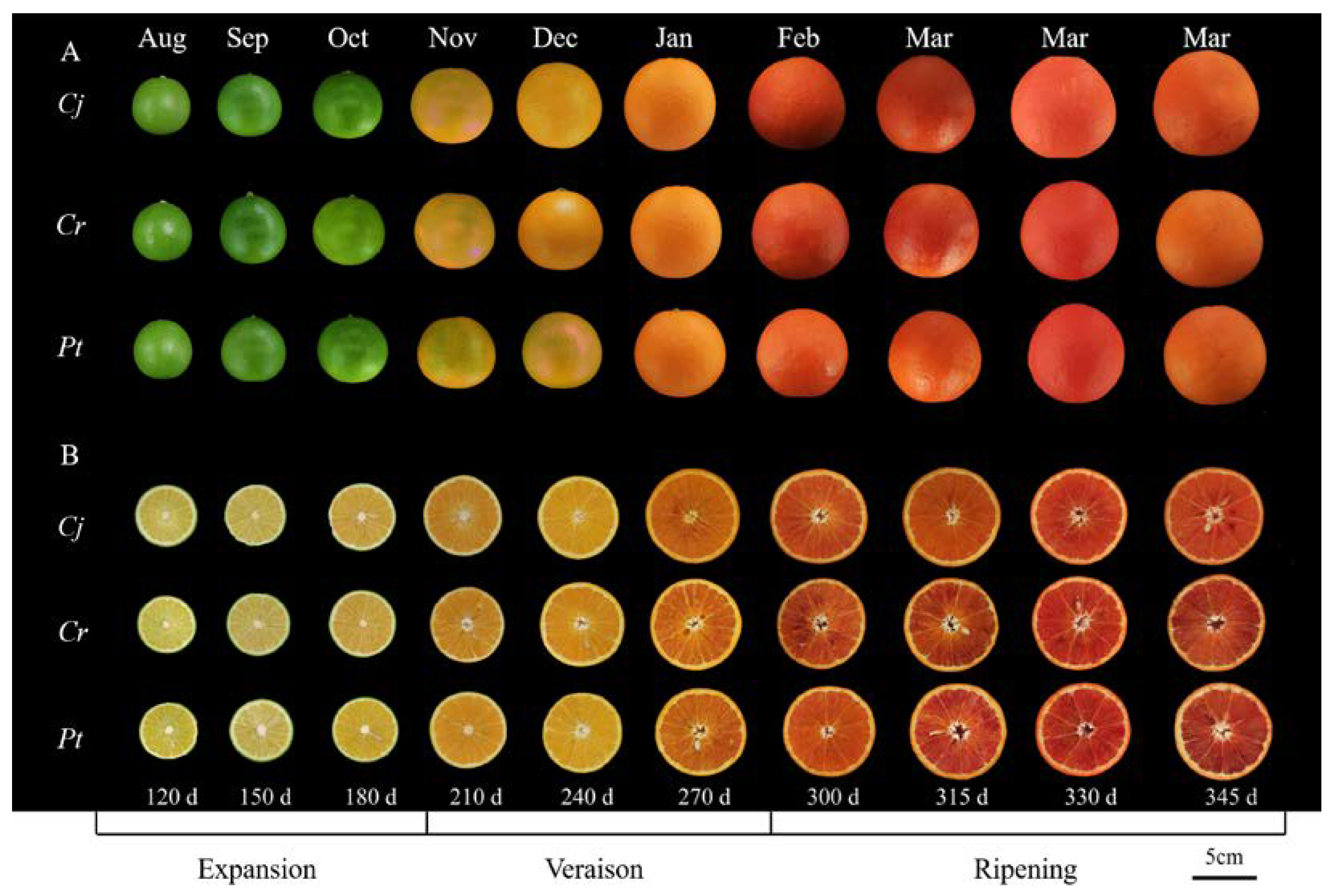 Agriculture 12 00342 g001
