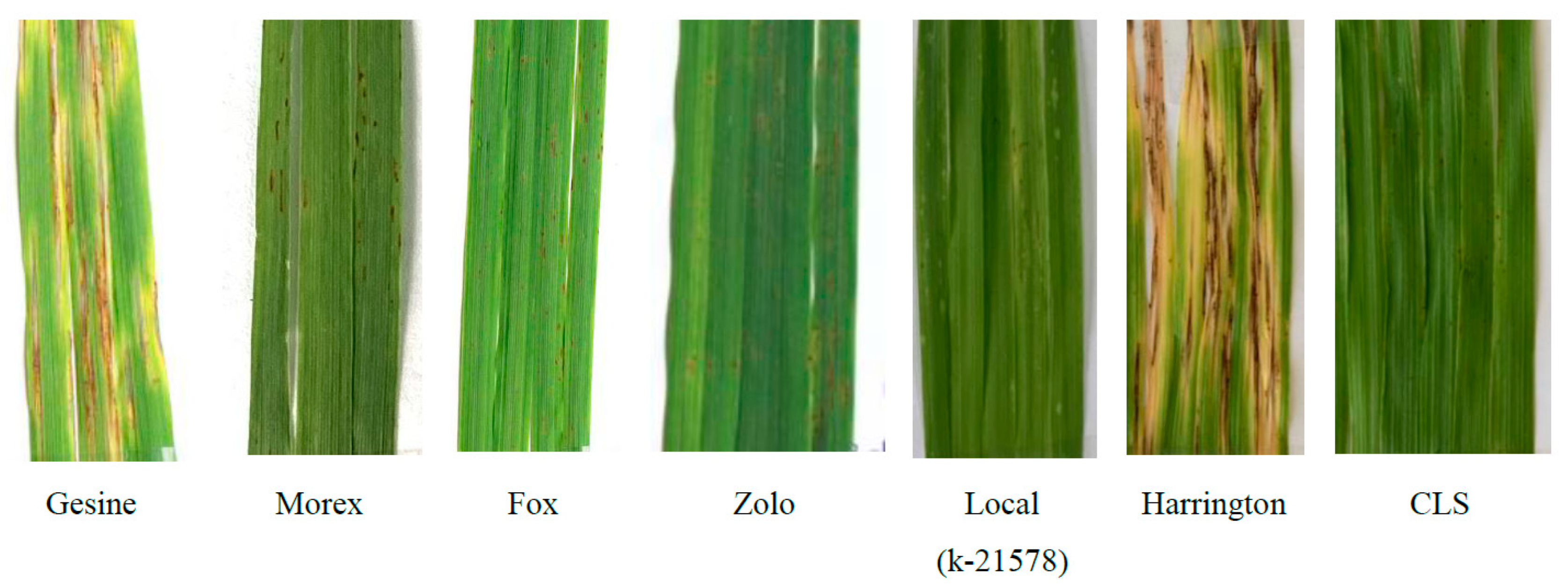 Agriculture 12 00439 g001