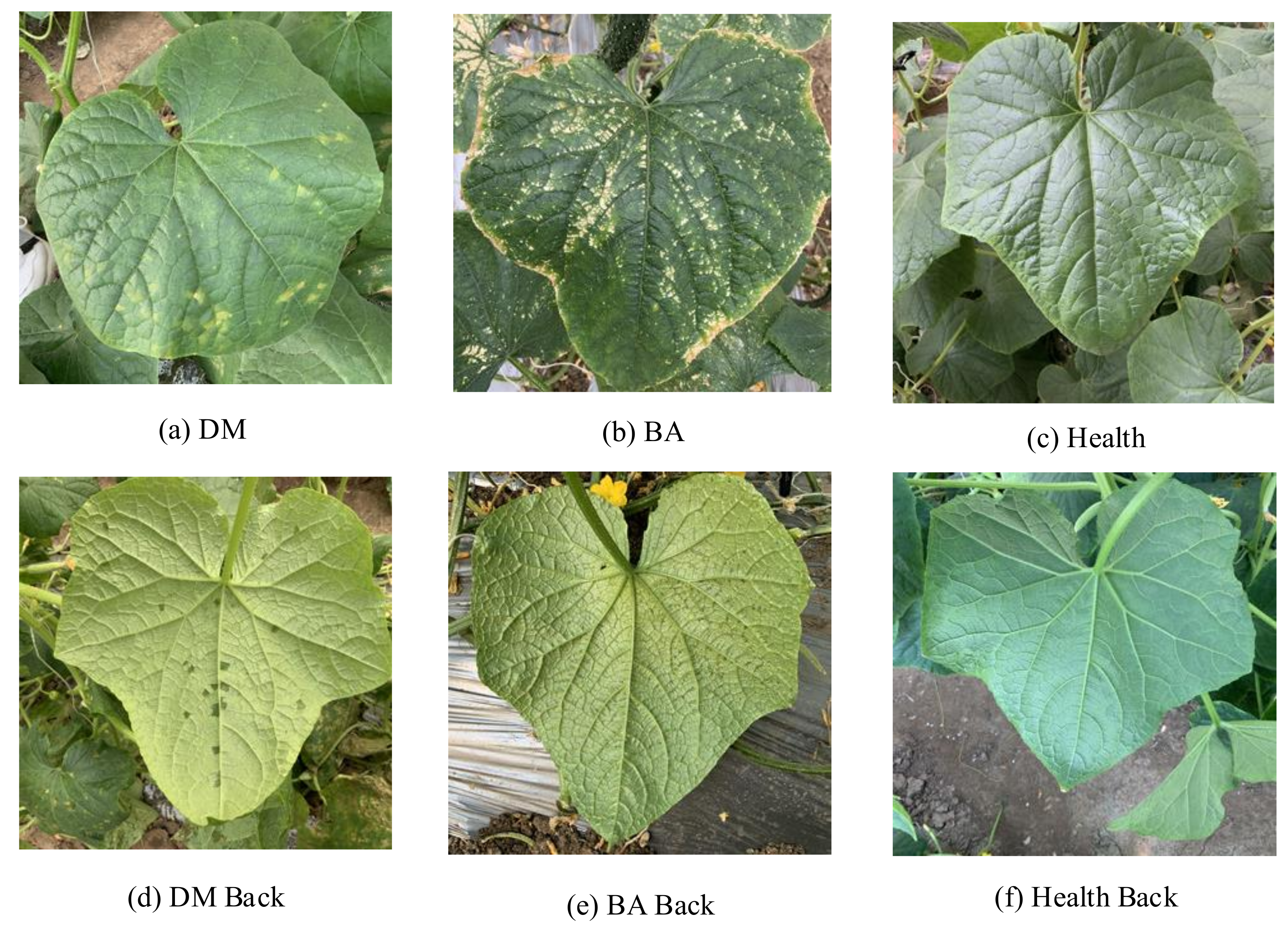 Agriculture 12 00452 g001