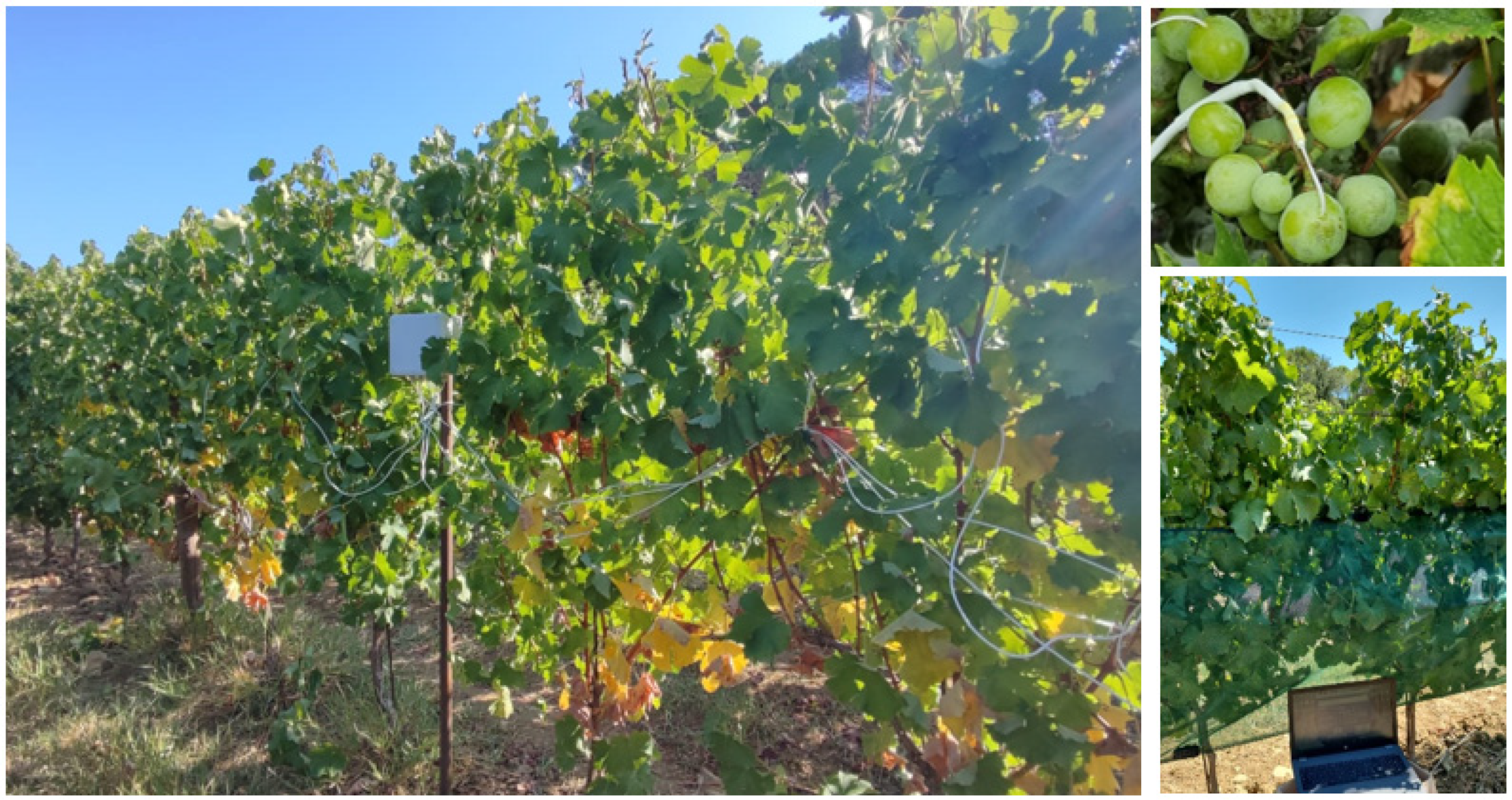 Agriculture 12 00491 g002