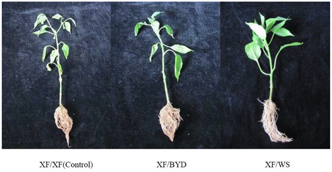 Agriculture 12 00583 i001