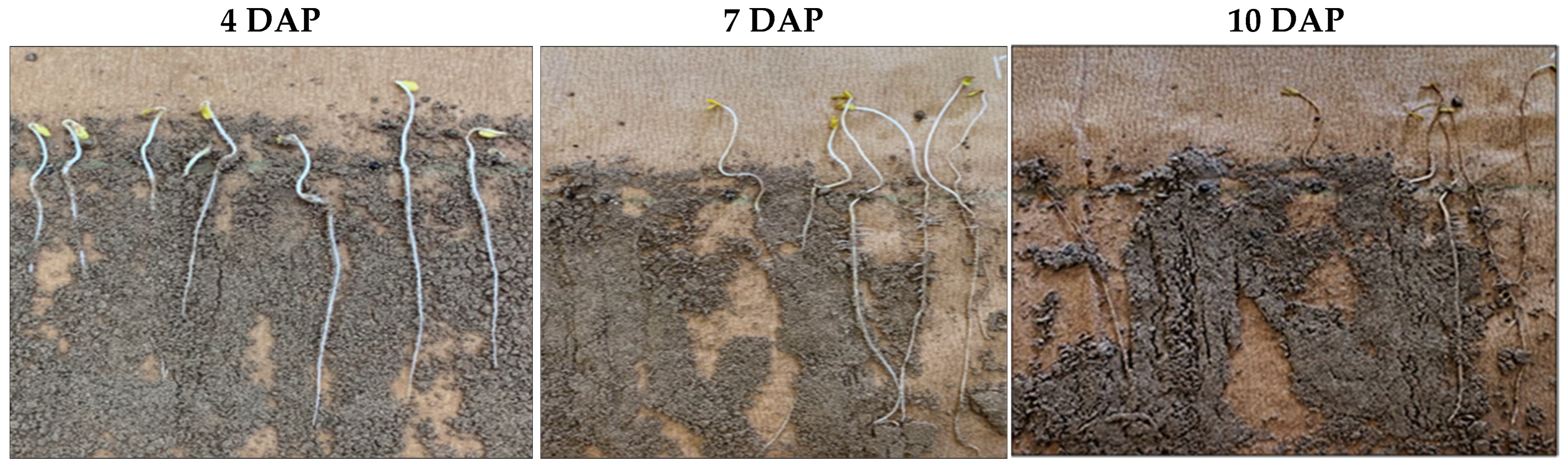 Agriculture 12 00591 g001