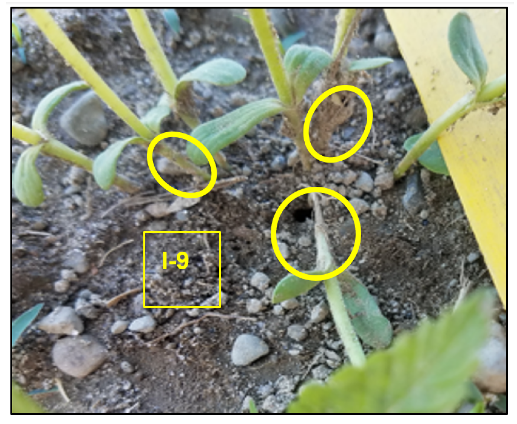 Agriculture 12 00591 g002