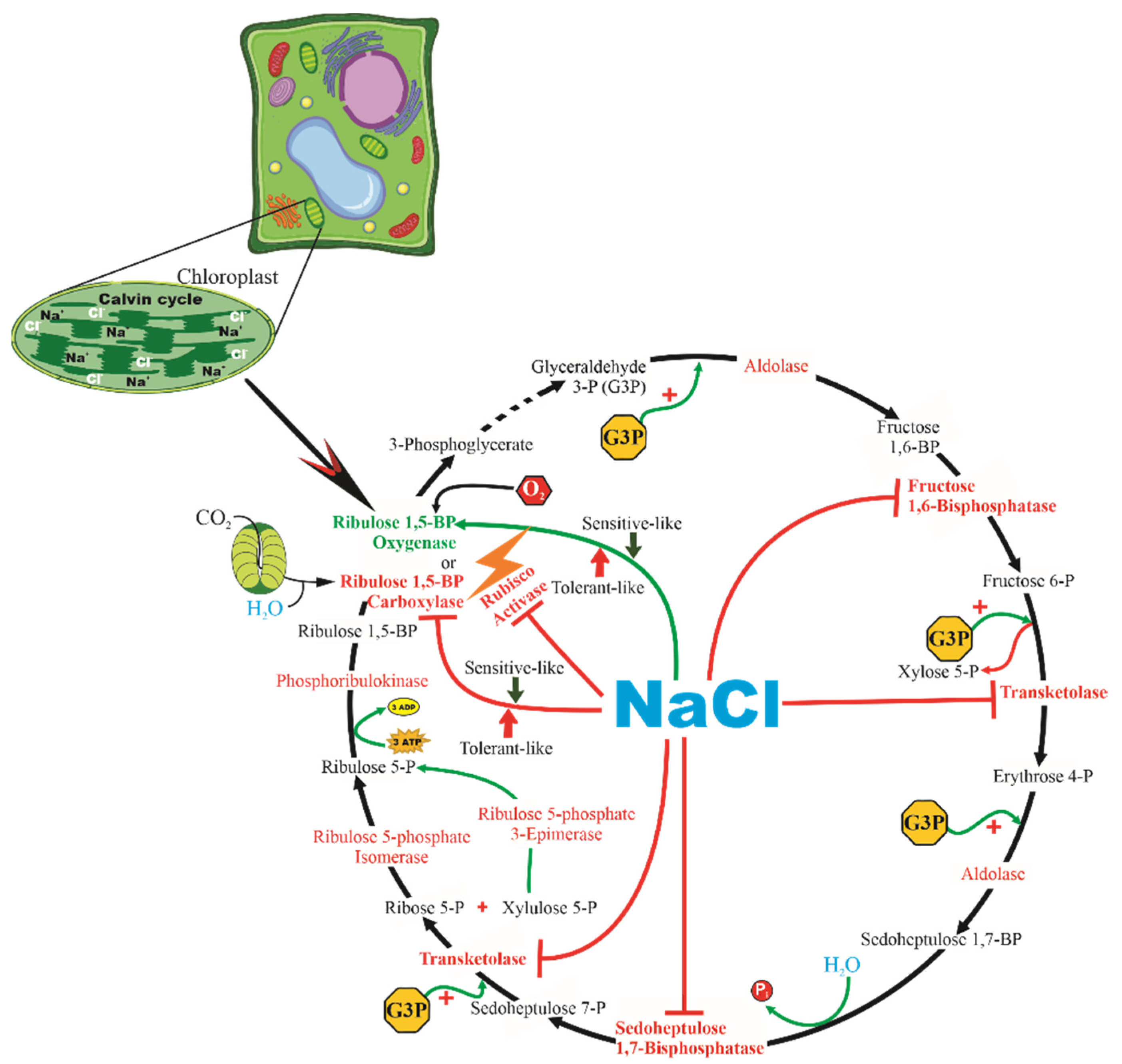 Agriculture 12 00594 g006 Agriculture 12 00594 g006