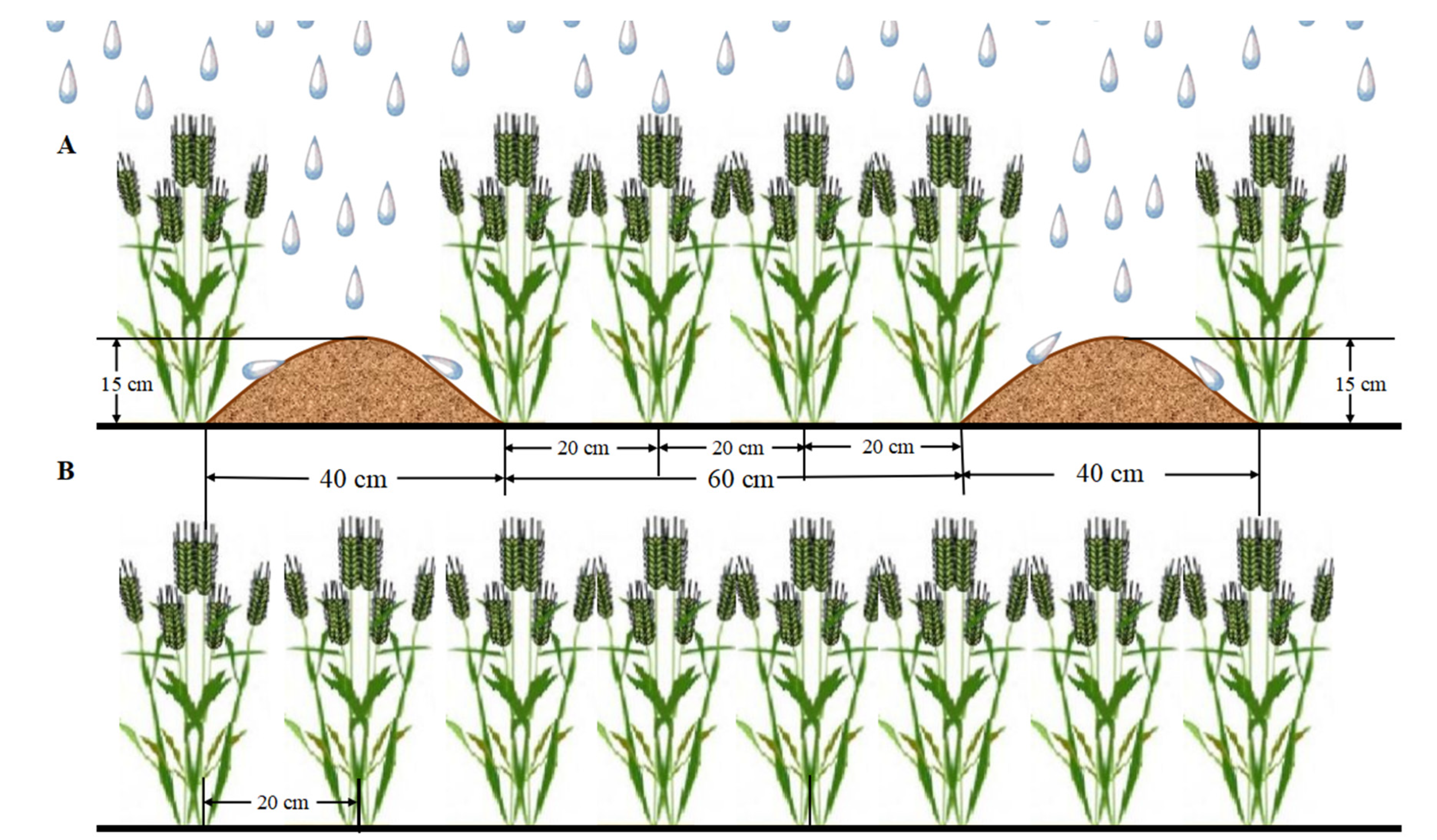 Agriculture 12 00621 g001