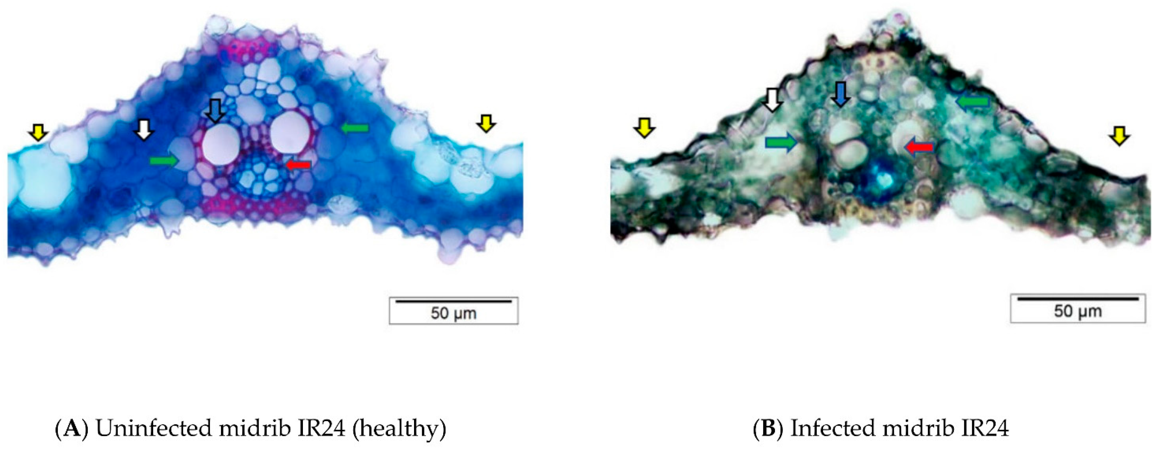 Agriculture 12 00629 g003