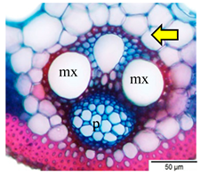 Agriculture 12 00629 i001 Agriculture 12 00629 i001