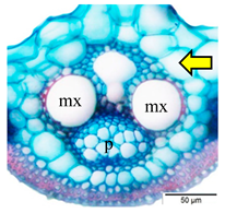 Agriculture 12 00629 i002 Agriculture 12 00629 i002