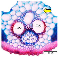 Agriculture 12 00629 i003 Agriculture 12 00629 i003