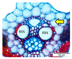 Agriculture 12 00629 i004 Agriculture 12 00629 i004