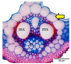 Agriculture 12 00629 i005 Agriculture 12 00629 i005