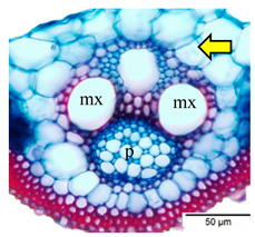 Agriculture 12 00629 i006 Agriculture 12 00629 i006