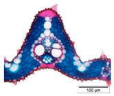 Agriculture 12 00629 i007 Agriculture 12 00629 i007