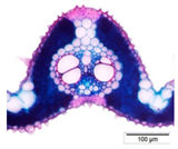 Agriculture 12 00629 i009 Agriculture 12 00629 i009