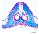 Agriculture 12 00629 i011 Agriculture 12 00629 i011