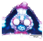 Agriculture 12 00629 i012 Agriculture 12 00629 i012