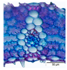 Agriculture 12 00629 i013 Agriculture 12 00629 i013