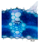 Agriculture 12 00629 i014 Agriculture 12 00629 i014