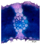 Agriculture 12 00629 i015 Agriculture 12 00629 i015