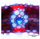 Agriculture 12 00629 i016 Agriculture 12 00629 i016