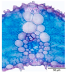 Agriculture 12 00629 i017 Agriculture 12 00629 i017