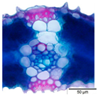 Agriculture 12 00629 i018 Agriculture 12 00629 i018