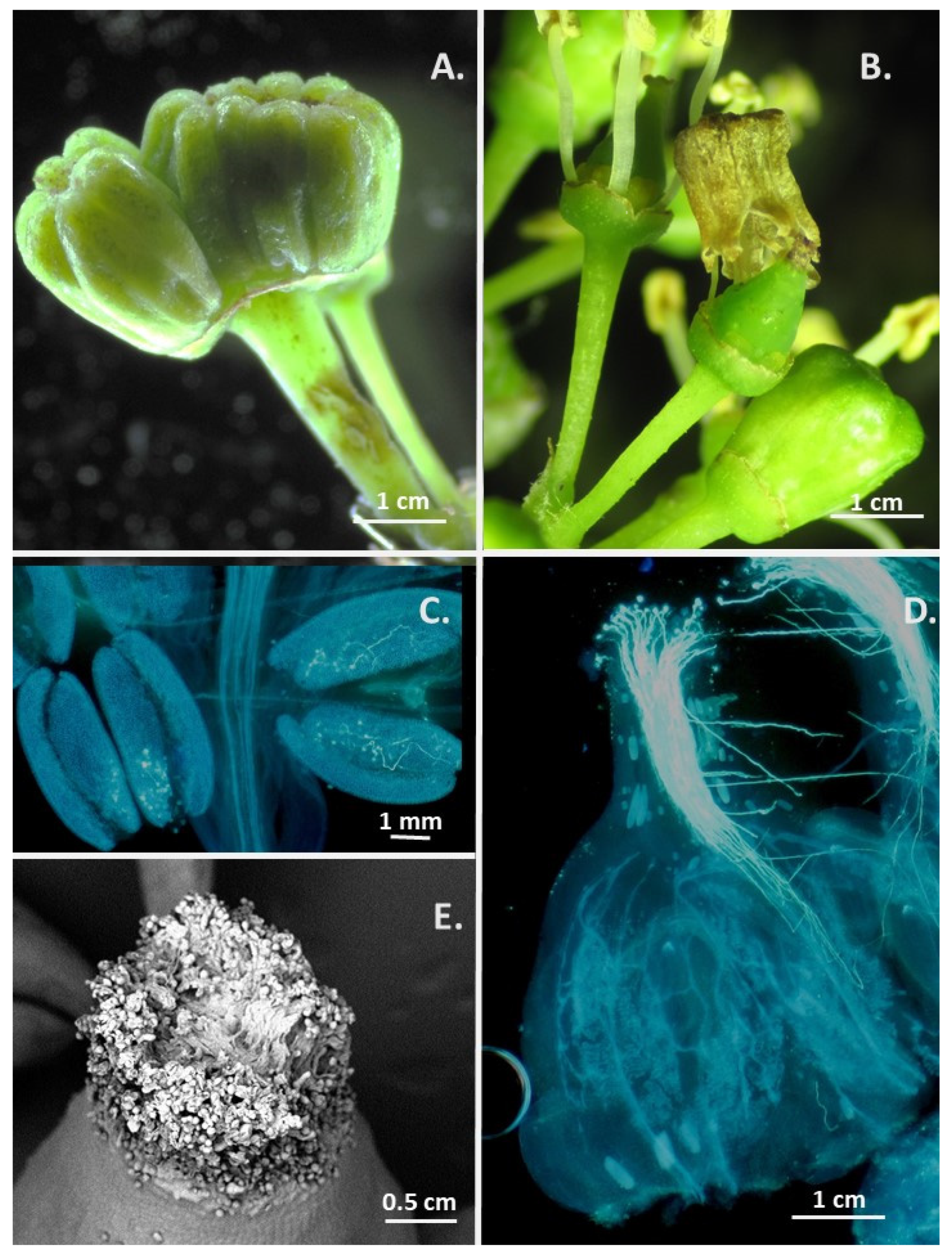 Agriculture 12 00655 g003