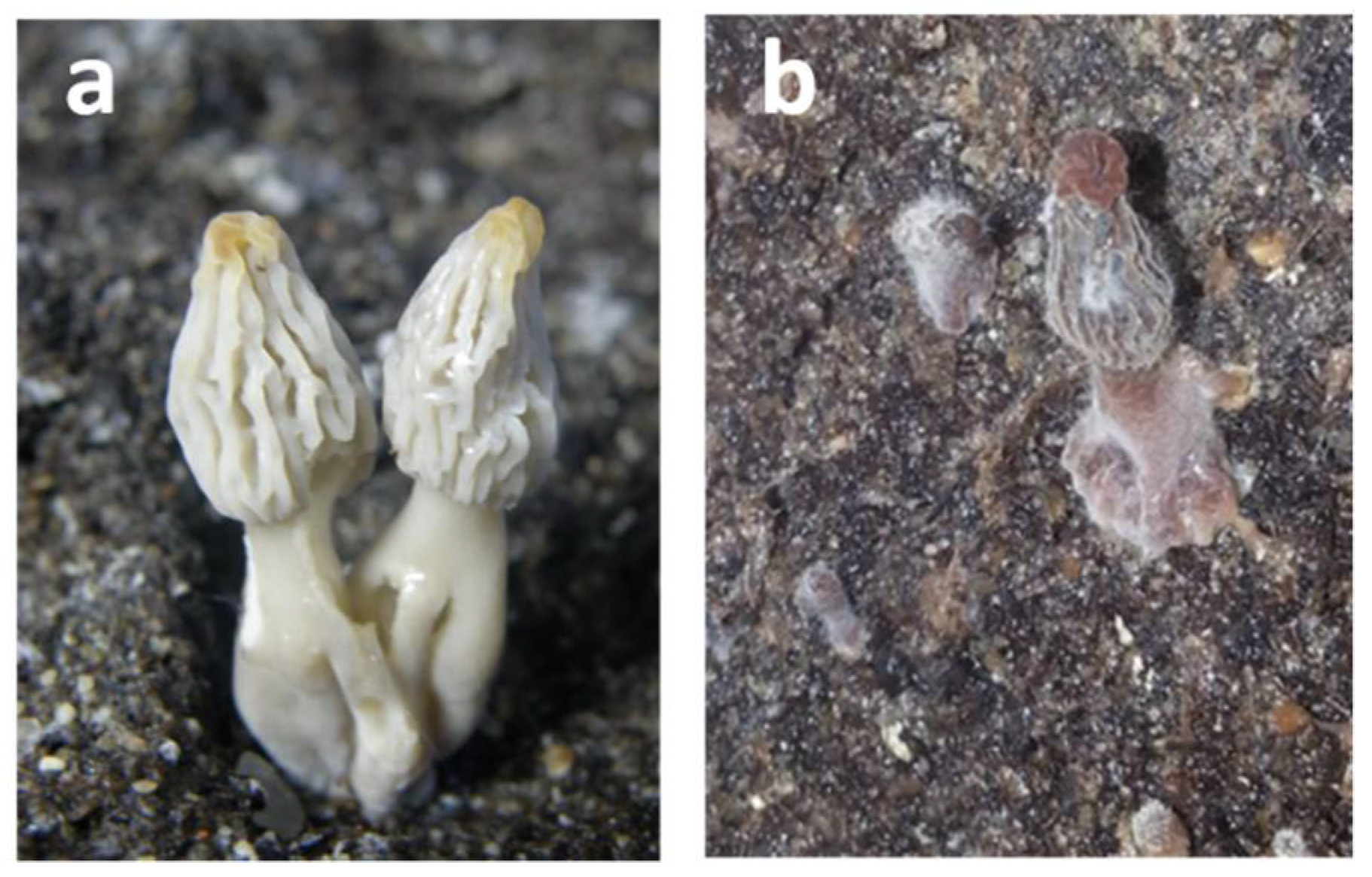 Agriculture 12 00695 g001