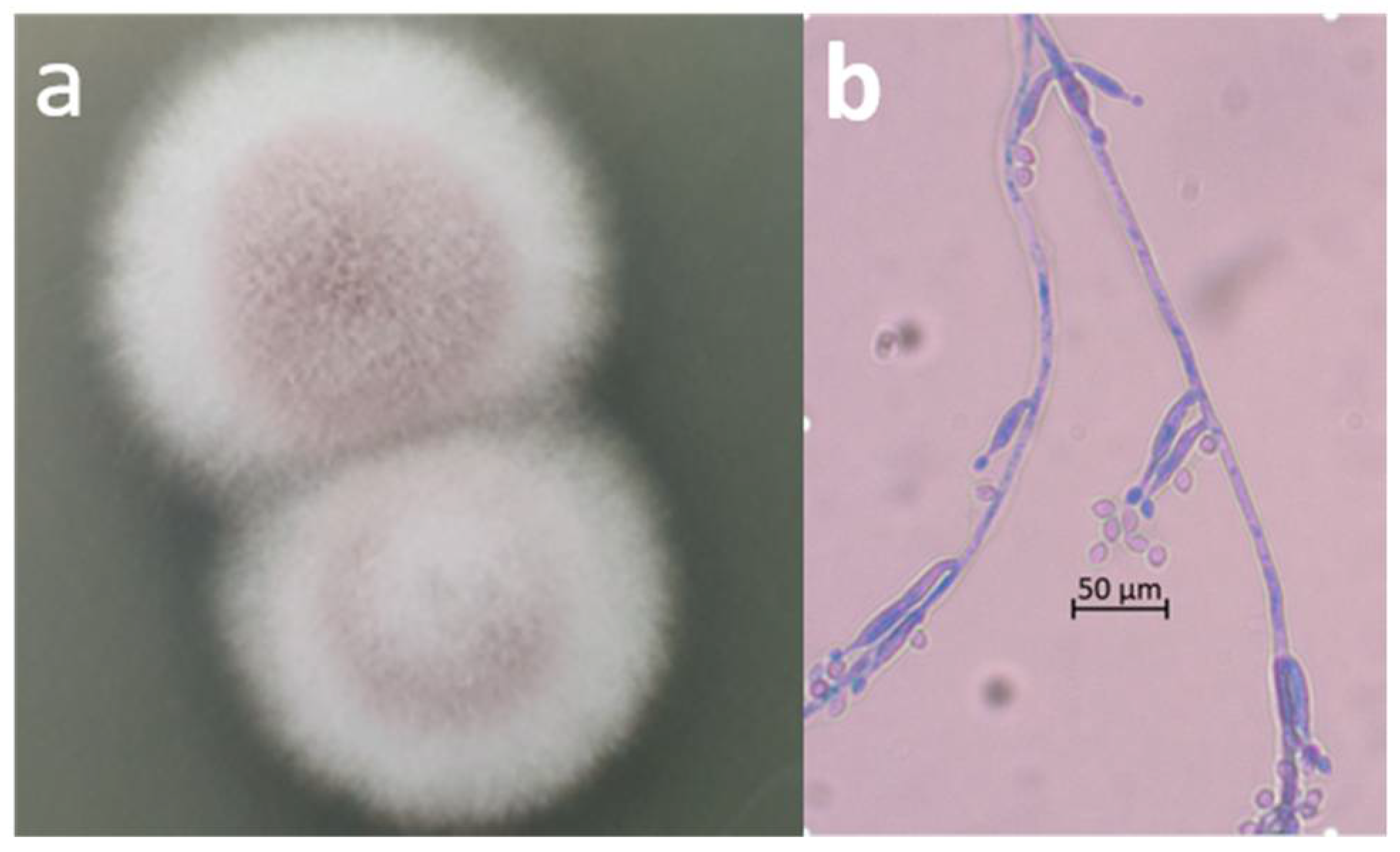 Agriculture 12 00695 g002