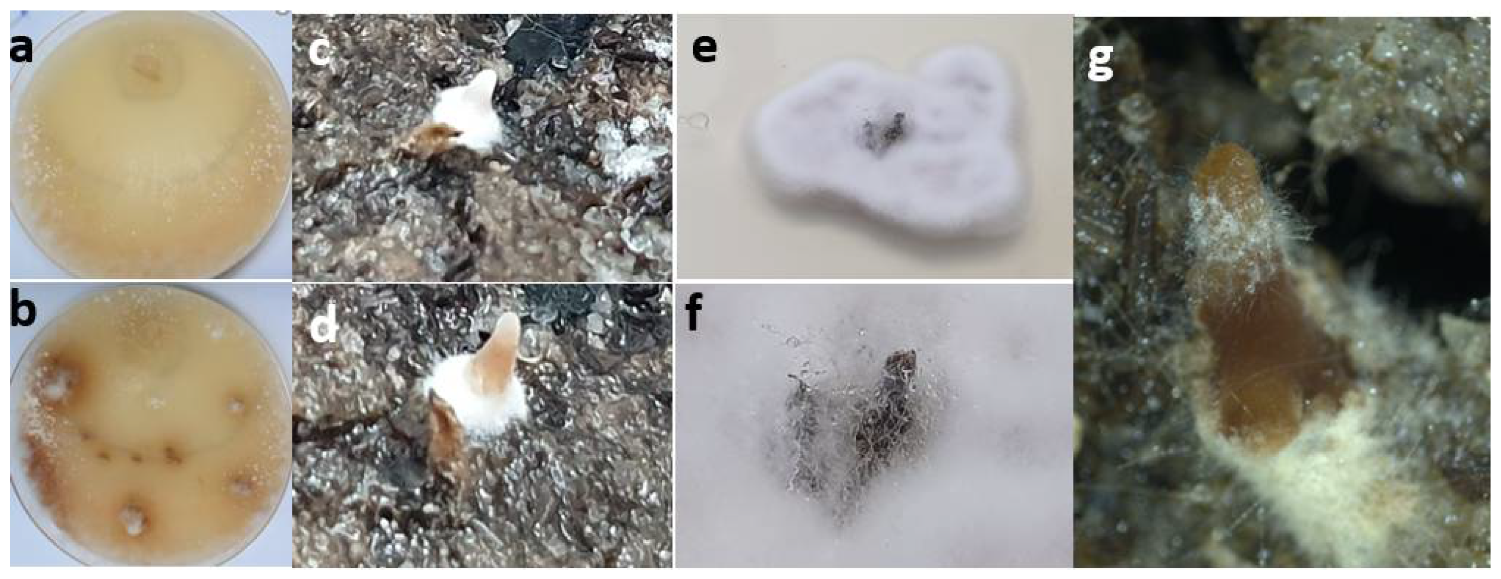 Agriculture 12 00695 g003