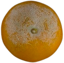 Agriculture 12 00701 i002 Agriculture 12 00701 i002