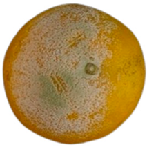 Agriculture 12 00701 i005 Agriculture 12 00701 i005