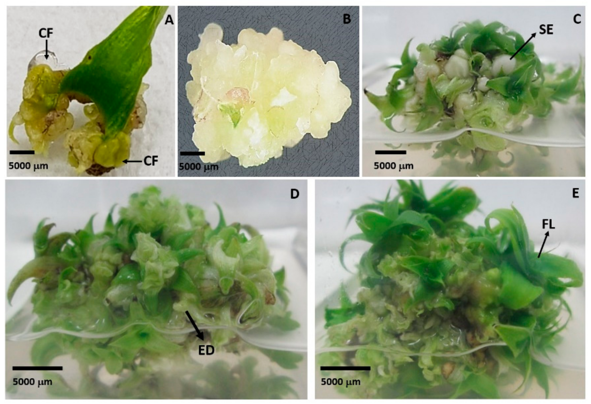 Agriculture 12 00713 g003