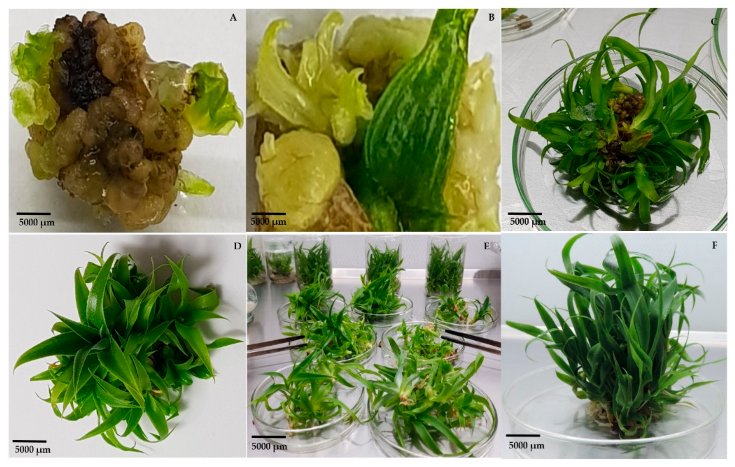 Agriculture 12 00713 g004