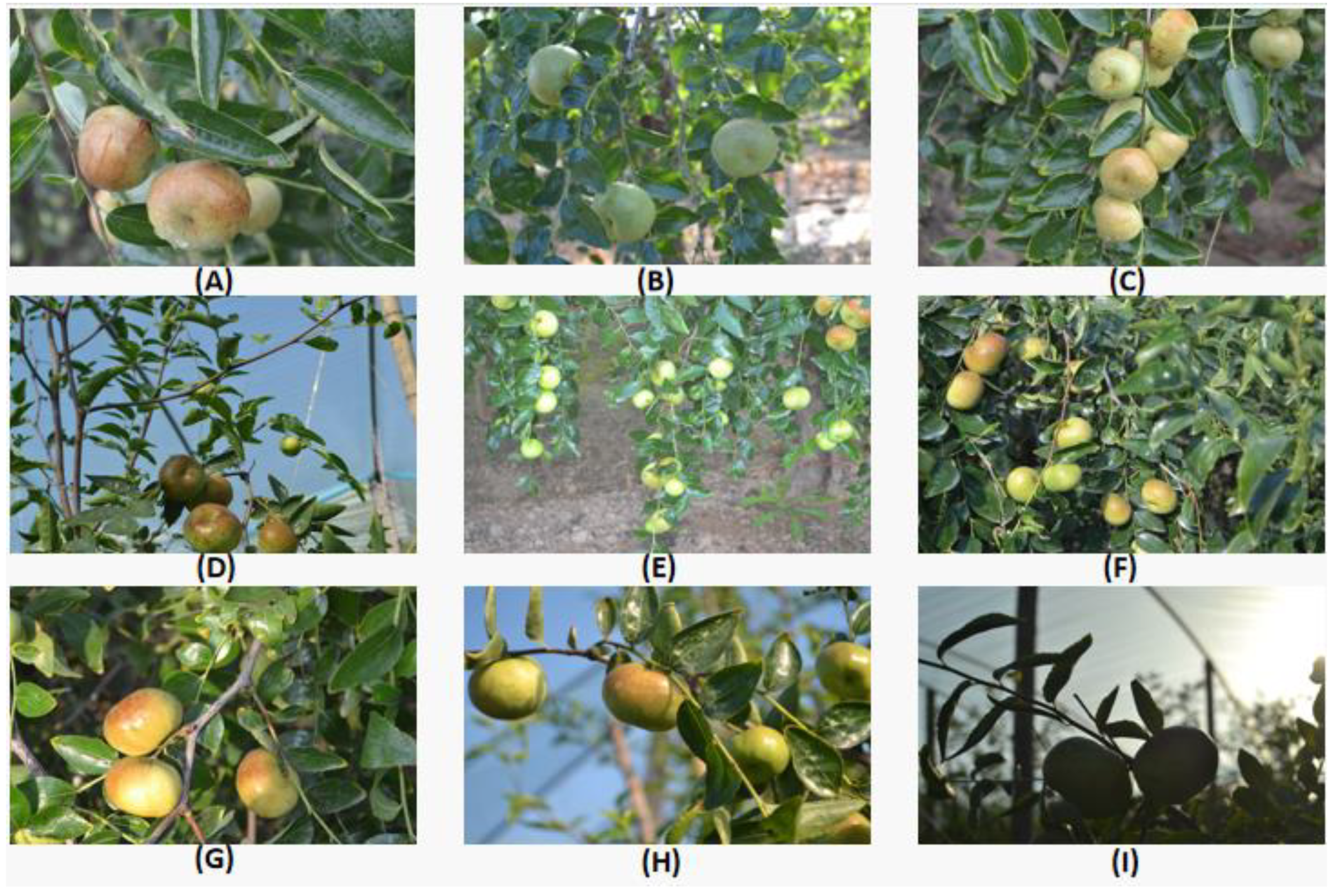 Agriculture 12 00717 g001