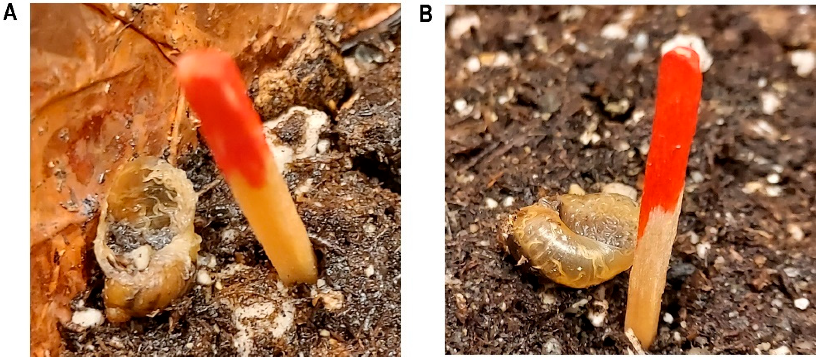 Agriculture 12 00837 g001