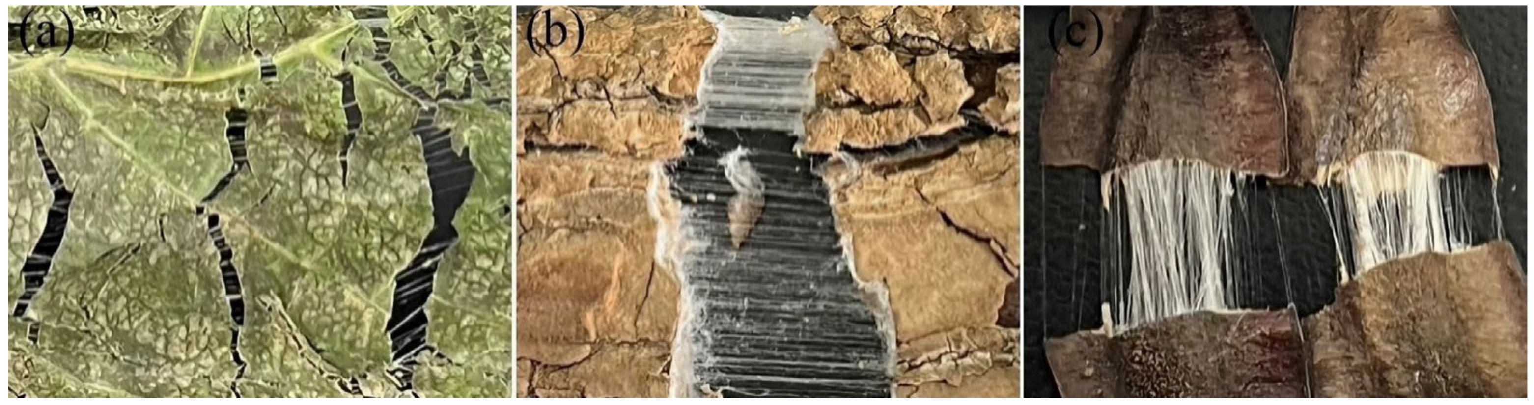 Agriculture 12 00904 g001