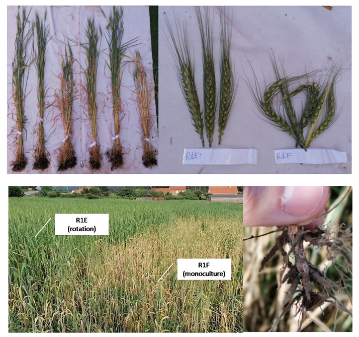 Agriculture 12 00905 g002