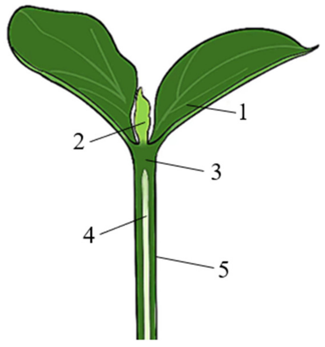 Agriculture 12 00929 g001