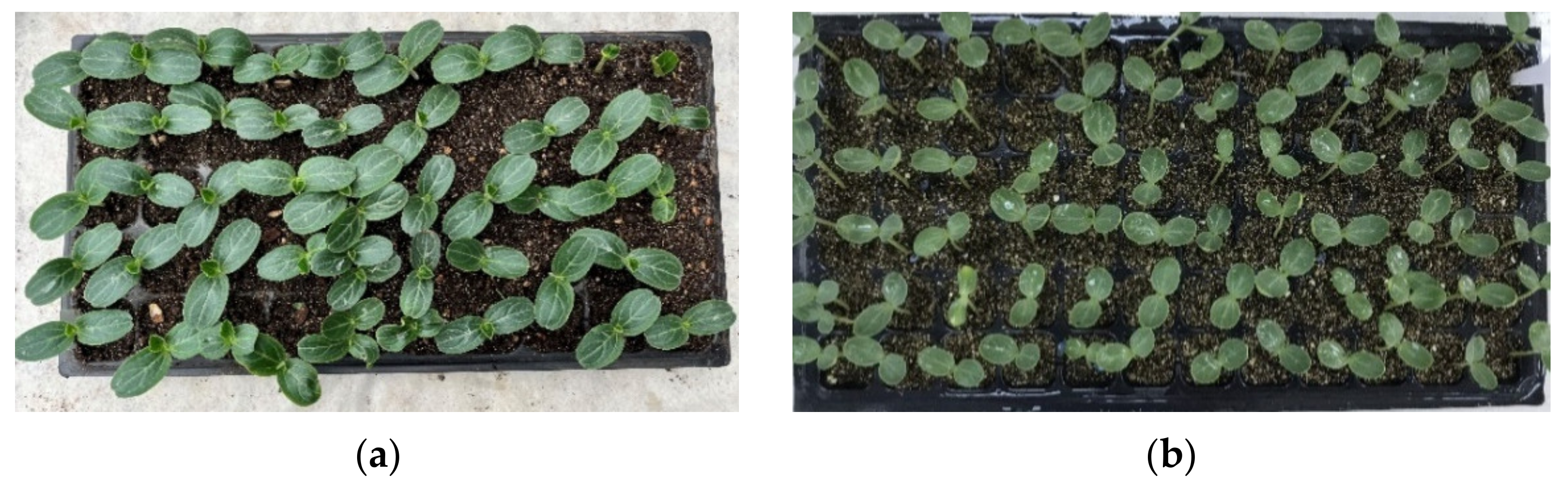 Agriculture 12 00929 g008