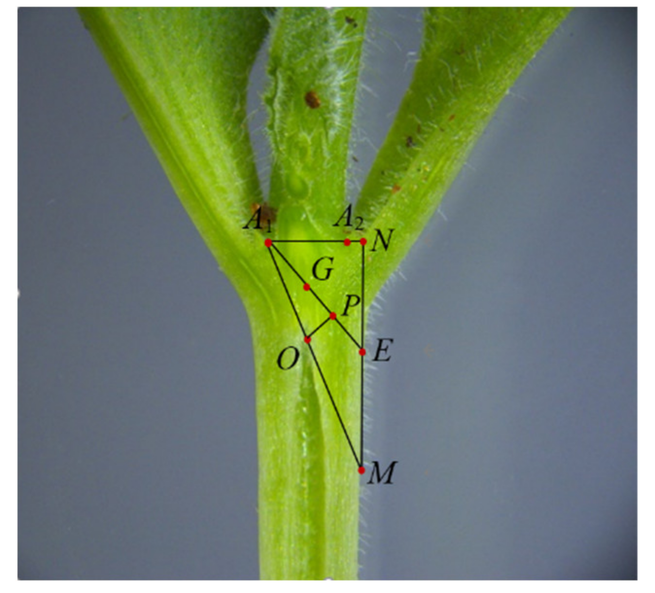 Agriculture 12 00929 g010