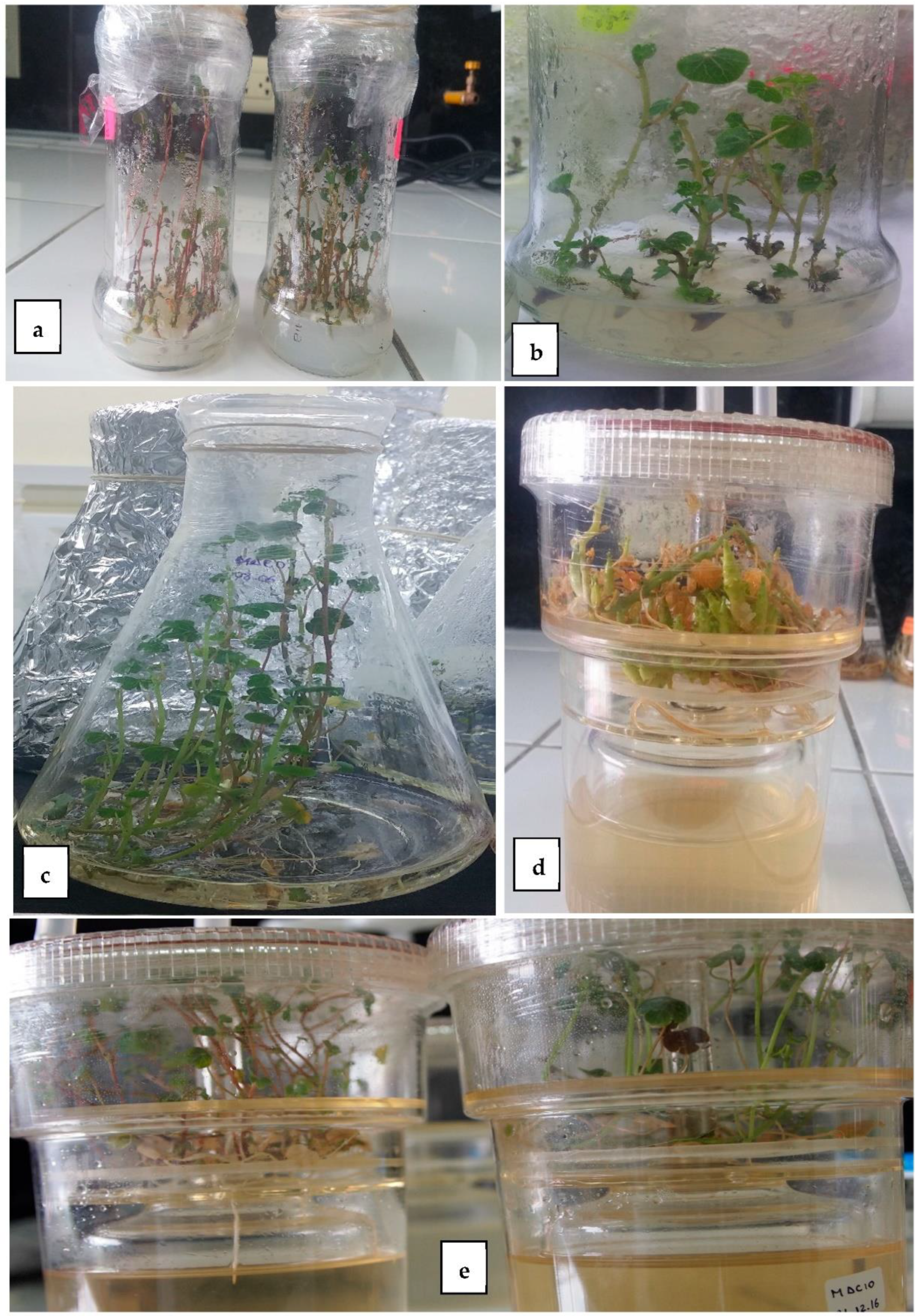 Agriculture 12 00943 g003