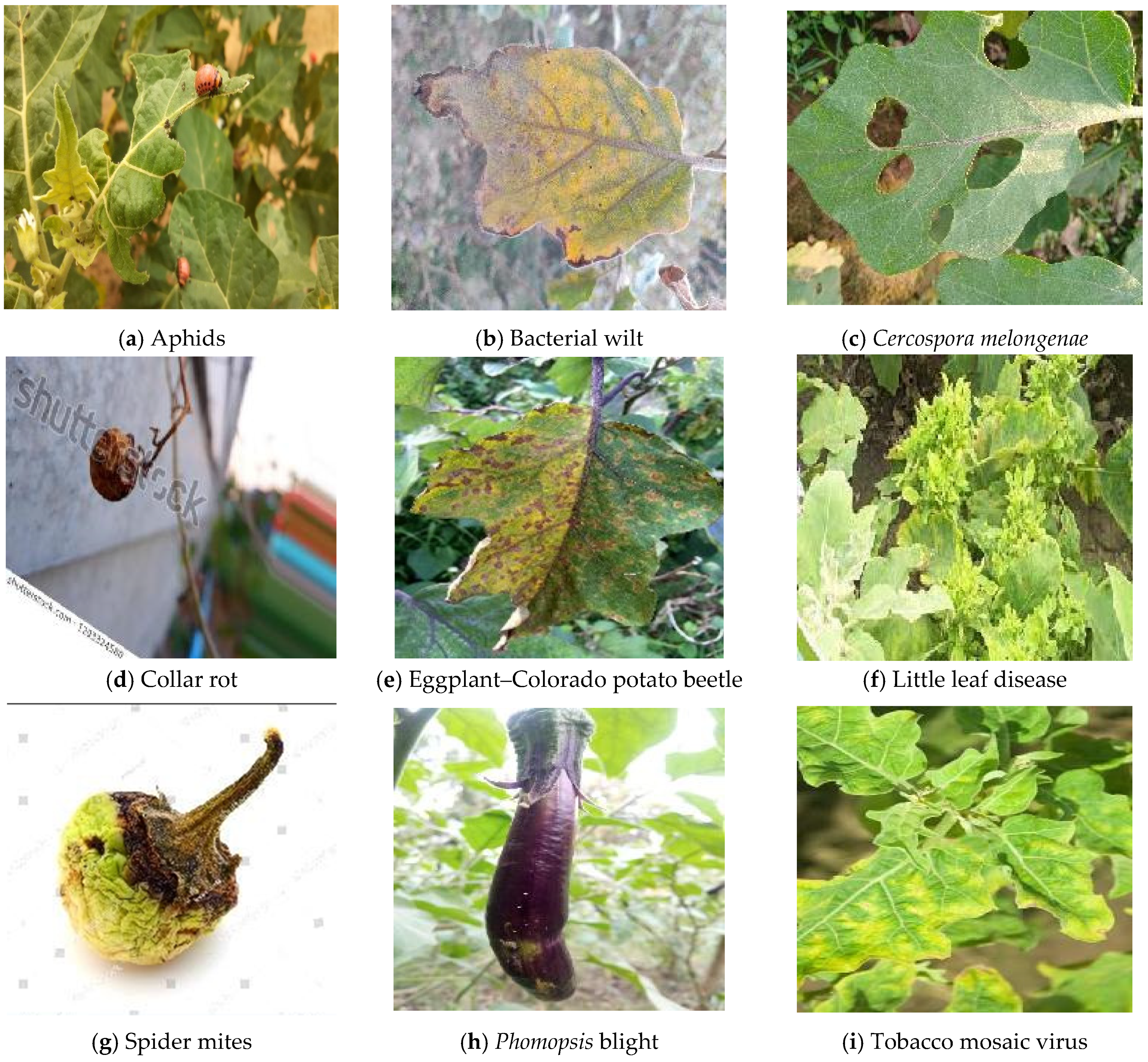 Agriculture 12 01160 g001