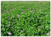 Agriculture 12 01311 i003