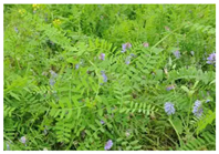 Agriculture 12 01311 i004