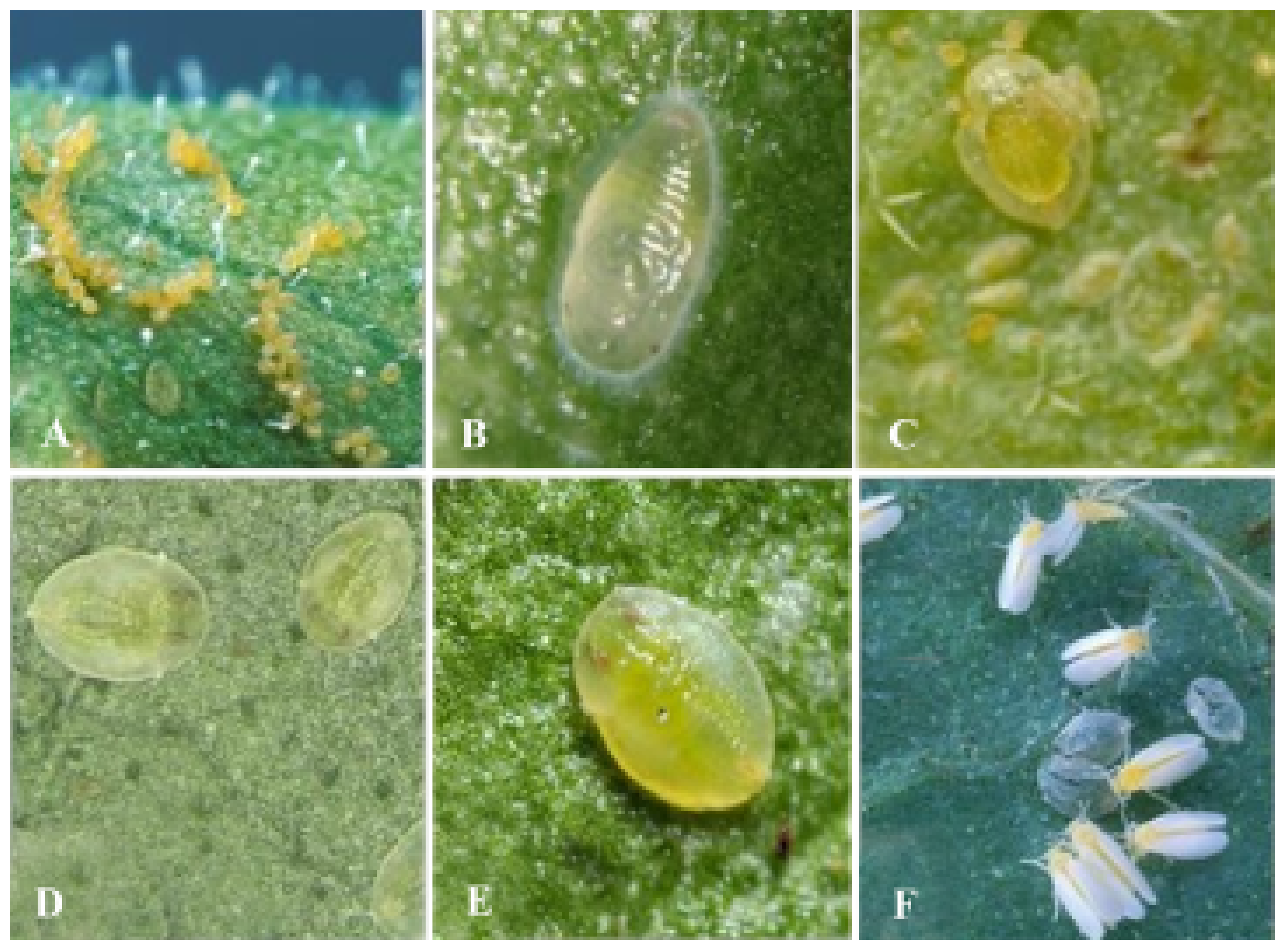 Agriculture 12 01317 g001