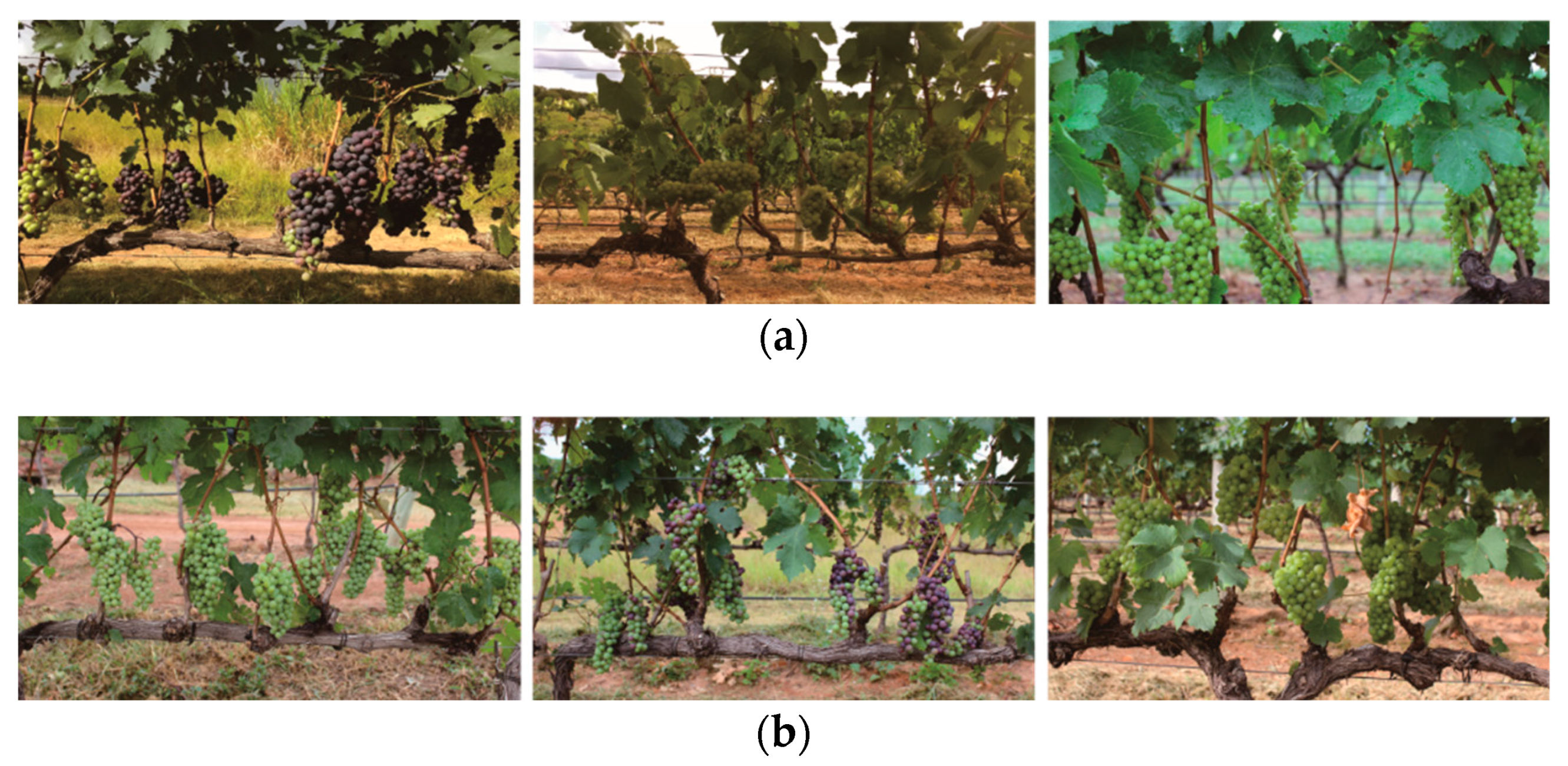 Agriculture 12 01364 g001