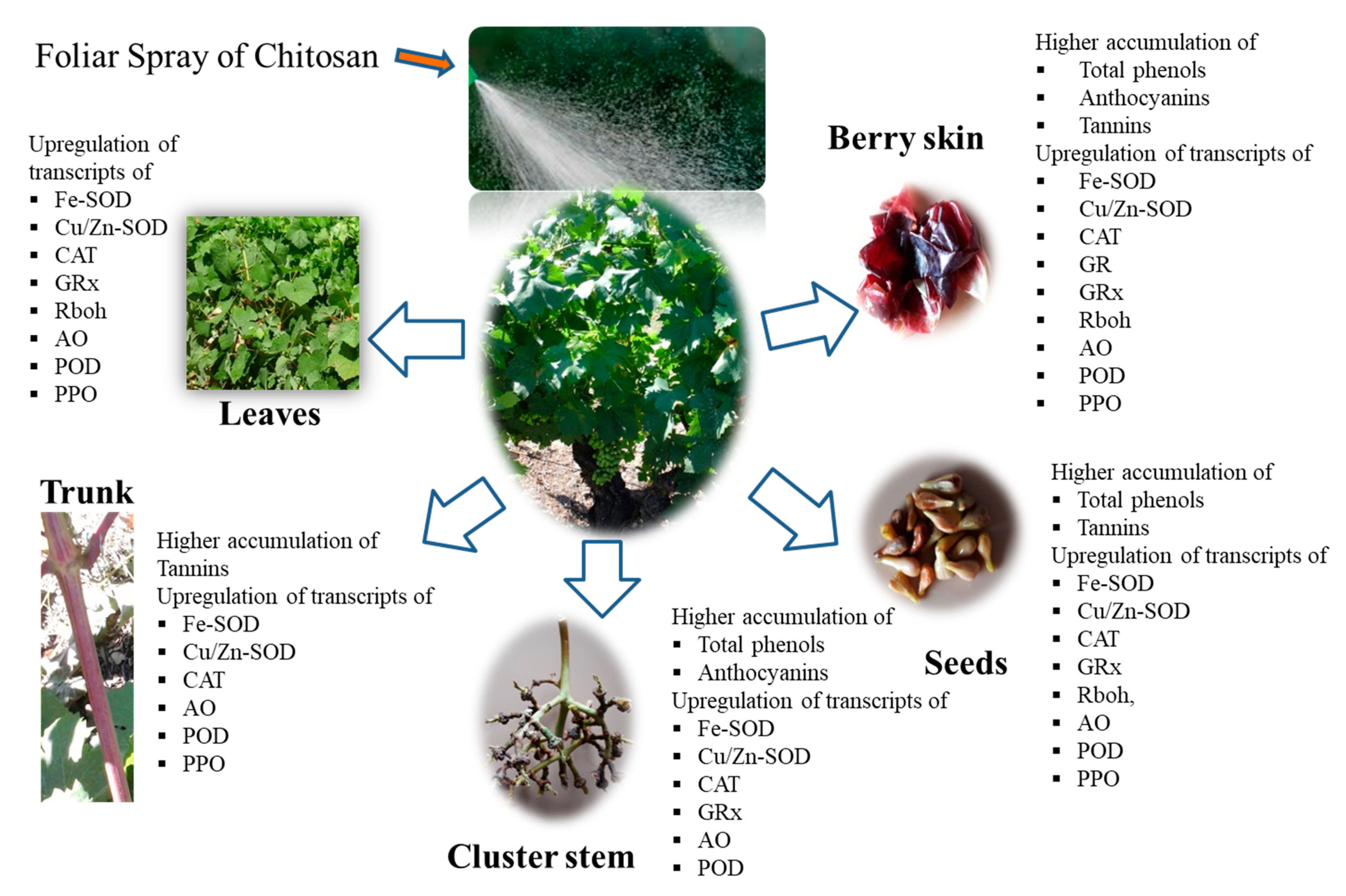 Agriculture 12 01369 g002